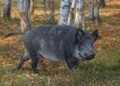 Surviving the Charge: Expert Tips on Handling a Wild Boar Encounter