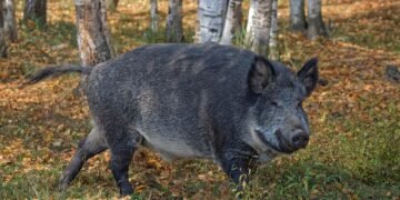 Surviving the Charge: Expert Tips on Handling a Wild Boar Encounter