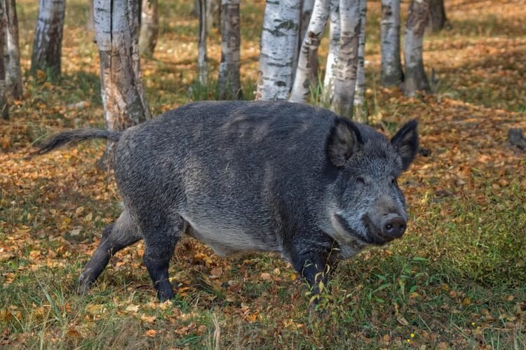 Surviving the Charge: Expert Tips on Handling a Wild Boar Encounter