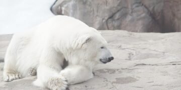 Survival Tips: How to React When a Bear Approaches