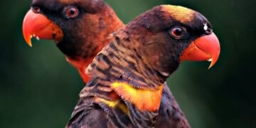 Snake Bites and Canine Care: Reacting Quickly to Save Your Best Friend