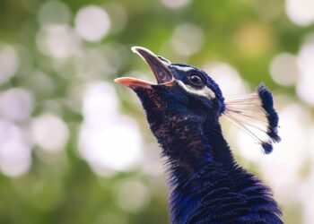 Survival Guide: How to Handle a Snake Encounter in Your Tent