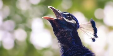 Survival Guide: How to Handle a Snake Encounter in Your Tent