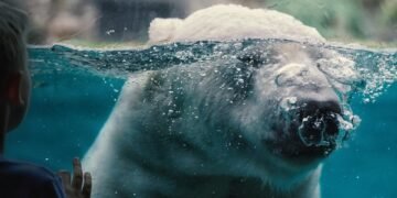 The Telltale Signs: Understanding Bear Behavior Before an Attack