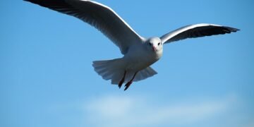 Mastering the Art of Bird Deterrence: Effective Ways to Scare Away Aggressive Avian Intruders