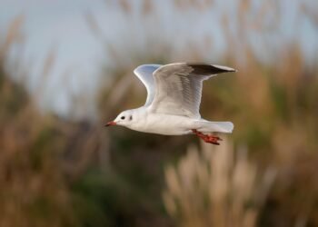 The Battle for Territory: Understanding the Fascinating World of Bird Behavior