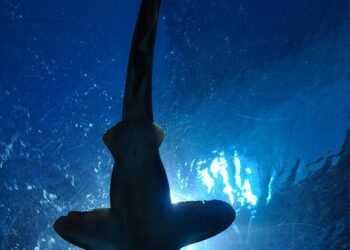 The Ultimate Guide to Surviving a Shark Attack: Mastering Defensive Techniques