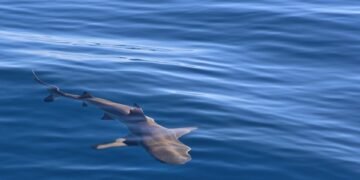 Dive In: Essential Tips for Surviving a Shark Attack