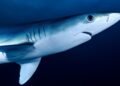 Surviving the Depths: Essential Tips for Shark-Safe Swimming