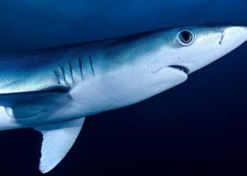 Surviving the Depths: Essential Tips for Shark-Safe Swimming