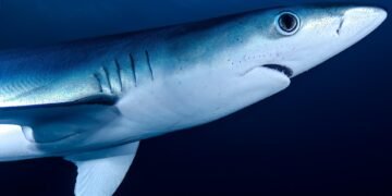 Surviving the Depths: Essential Tips for Shark-Safe Swimming