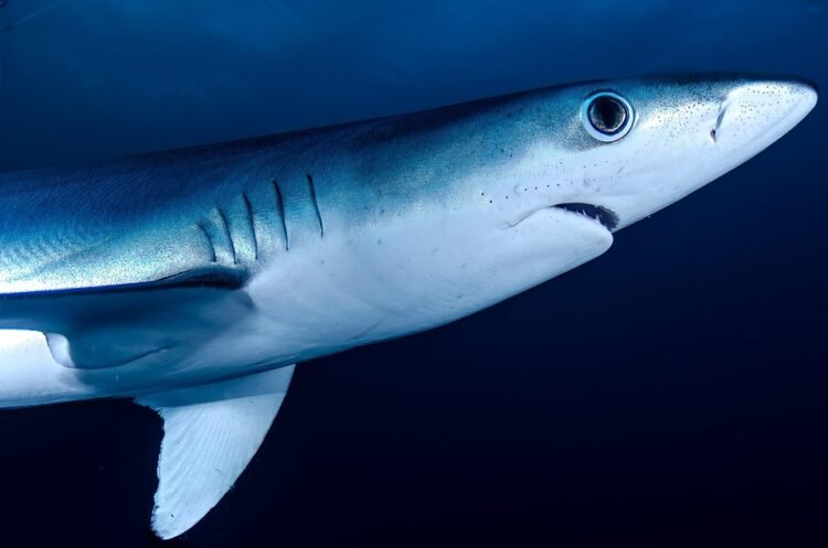 Surviving the Depths: Essential Tips for Shark-Safe Swimming
