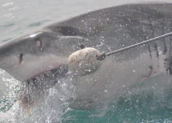 Surviving Jaws: Mastering Shark Attack Defense Techniques