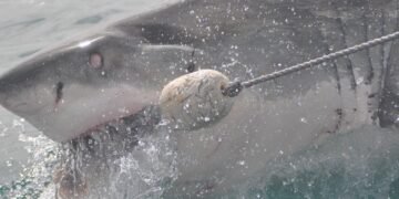 Surviving Jaws: Mastering Shark Attack Defense Techniques