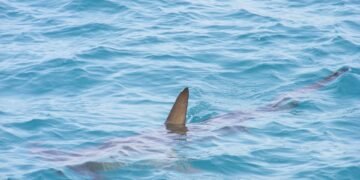 Dive In with Confidence: Essential Shark Safety Tips for Swimmers
