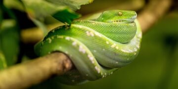 Freeze or Flee? The Ultimate Guide to Making the Right Decision