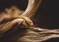 Stay Safe: Essential Tips for Avoiding Snake Bites
