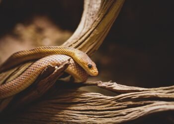 Stay Safe: Essential Tips for Avoiding Snake Bites