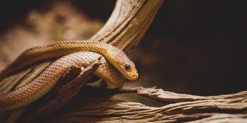 Stay Safe: Essential Tips for Avoiding Snake Bites