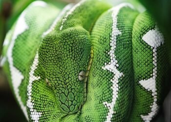 Danger in Disguise: Identifying the Telltale Signs of Venomous Snakes