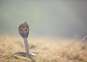 Surviving Snake Bites: Essential Tips for a Life-Saving Response
