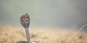 Surviving Snake Bites: Essential Tips for a Life-Saving Response