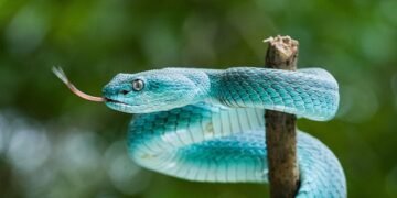 Surviving the Strike: Essential Tips for Snake Bite Survival