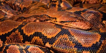 Stay Safe: Proven Strategies to Prevent Snake Bites