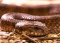Stay Calm and Stay Safe: The Essential Guide to Reacting to Snakes