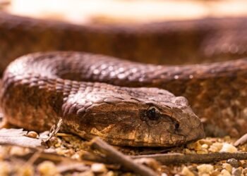 Stay Calm and Stay Safe: The Essential Guide to Reacting to Snakes