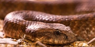 Stay Calm and Stay Safe: The Essential Guide to Reacting to Snakes