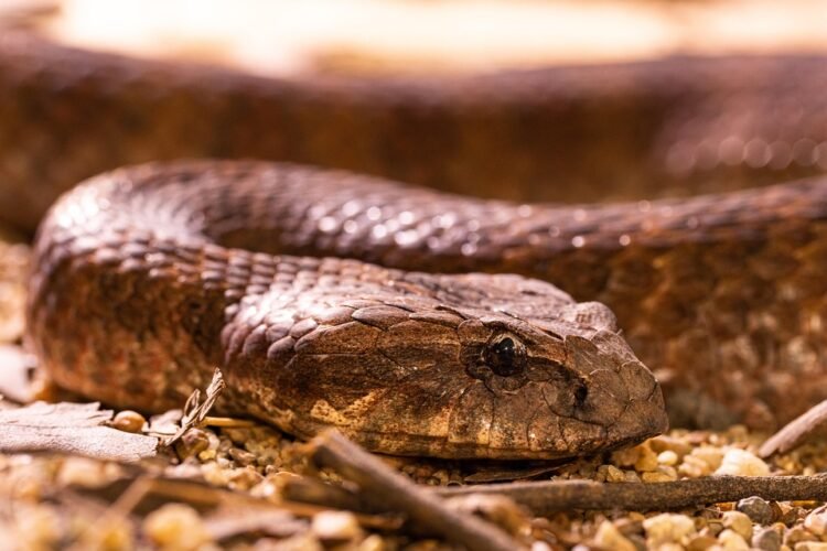 Stay Calm and Stay Safe: The Essential Guide to Reacting to Snakes