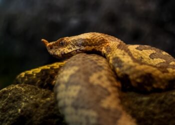 Stay Calm and Stay Safe: How to React When You Encounter a Snake