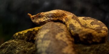 Stay Calm and Stay Safe: How to React When You Encounter a Snake