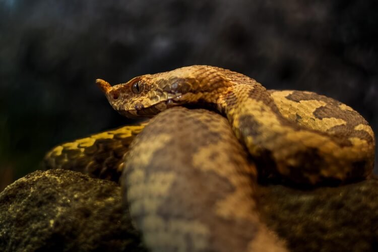 Stay Calm and Stay Safe: How to React When You Encounter a Snake