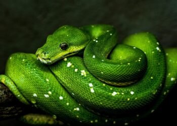 Snake Encounter: Stay Calm and React Safely