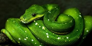 Snake Encounter: Stay Calm and React Safely