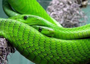 Stay Safe in the Wild: Tips for Avoiding Snake Bites