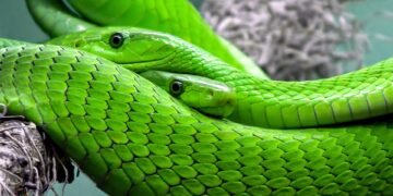 Stay Safe in the Wild: Tips for Avoiding Snake Bites