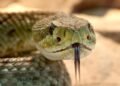 Unveiling the Deadly Deception: Recognizing the Telltale Signs of Venomous Snakes