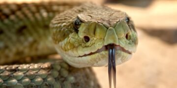 Unveiling the Deadly Deception: Recognizing the Telltale Signs of Venomous Snakes
