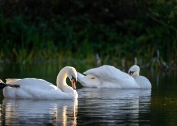 Bitten by a Dog? Here’s What to Do Next: A Complete Guide for Handling a Dog Bite