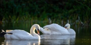 Bitten by a Dog? Here’s What to Do Next: A Complete Guide for Handling a Dog Bite