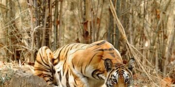 Survival Essentials: Everyday Items for Animal Self-Defense