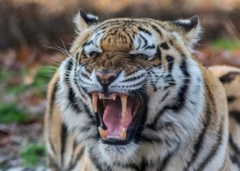 Unleashing the Warrior Within: Defending Against Animal Attacks with Martial Arts