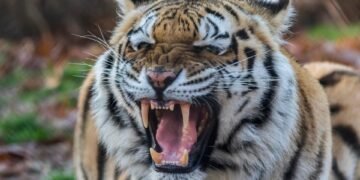 Unleashing the Warrior Within: Defending Against Animal Attacks with Martial Arts