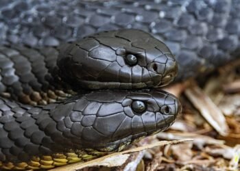 Dangerous Beauty: Recognizing the Signs of Venomous Snakes