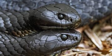 Dangerous Beauty: Recognizing the Signs of Venomous Snakes