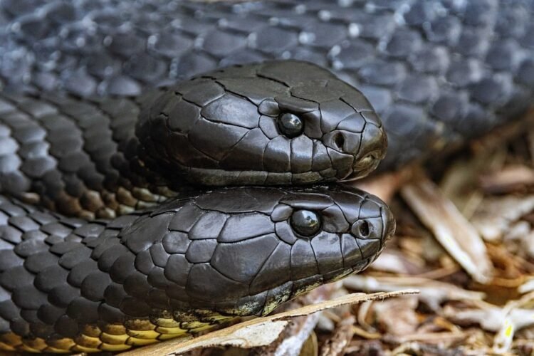 Dangerous Beauty: Recognizing the Signs of Venomous Snakes