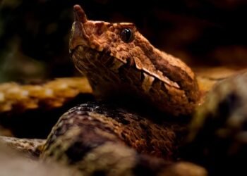 The Tell-Tale Signs: Understanding Animal Aggression